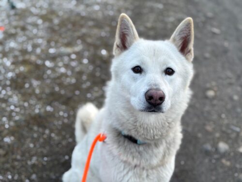 Husky with snow sprinkles