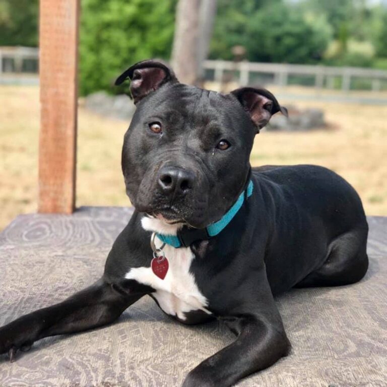 Crate Training