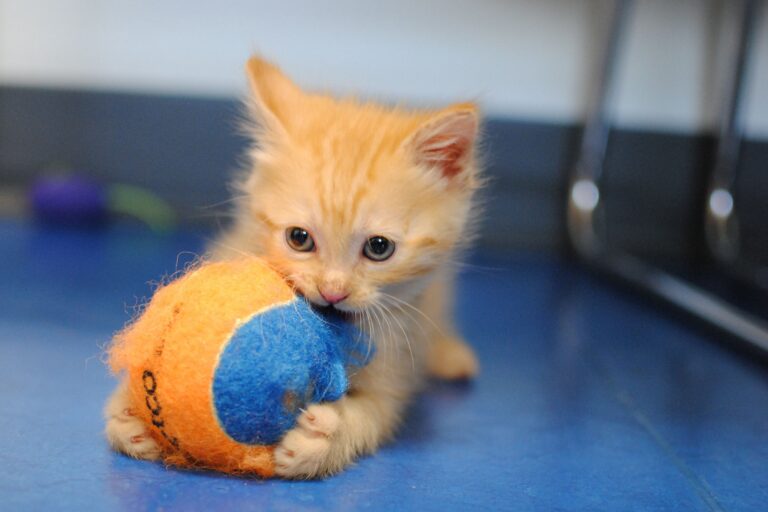 Adopt Now 1