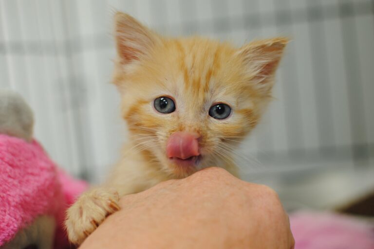 Kitten Behavior Tips