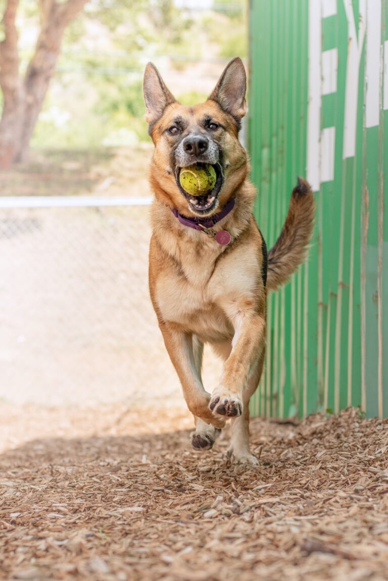 Dog Toys