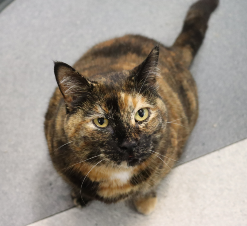 KING 5 Pet Rescue of the Week: Tabitha 1