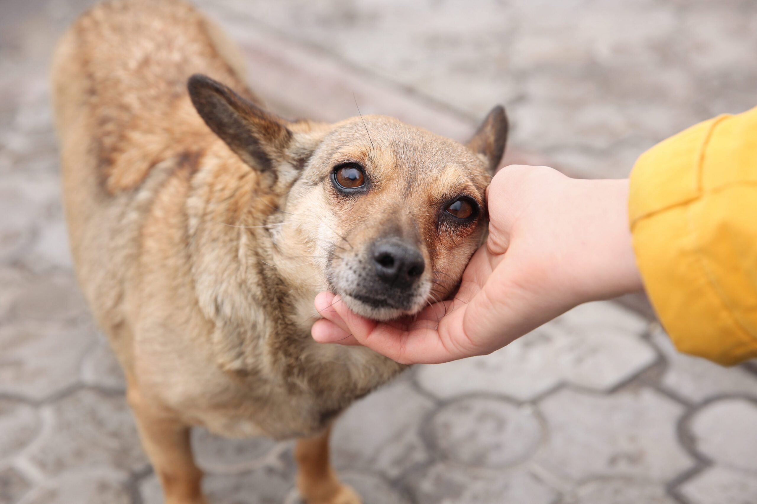 Lot Pet Prevention Month