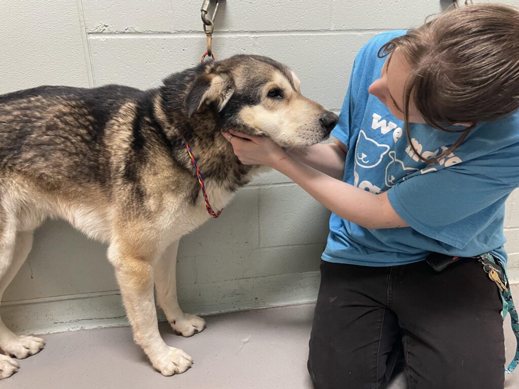 14 Huskies Find Loving Homes