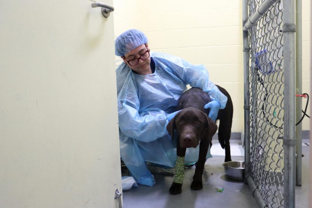New Hope for Dogs With Parvovirus: Cutting-Edge Antibody Treatment in Our Shelter