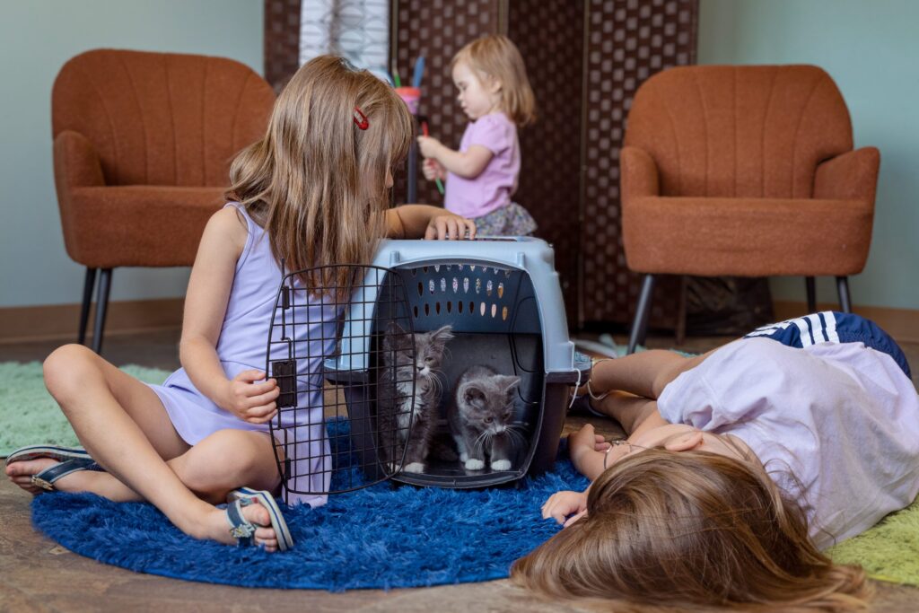 Acclimating Your New Cat to Their Home
