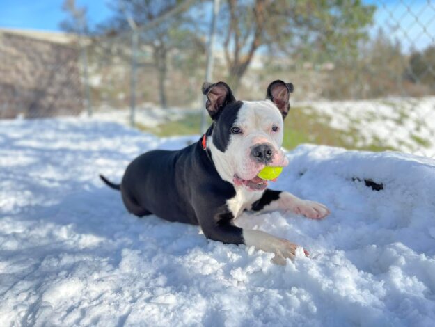 Cold Weather Pet Precautions: A Quick Guide - The Humane Society for ... - Big Dog Owners And Cold Weather First Aid