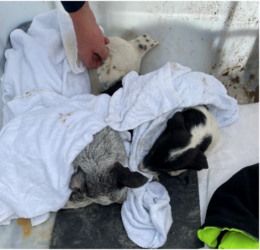 You Made it Possible: Gravel Pit Pups 1