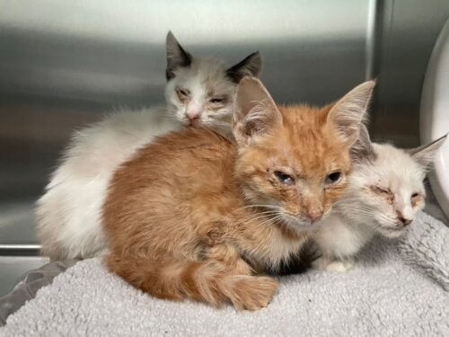 Cat Rescue 1