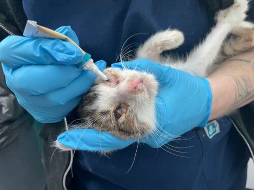 Cat Rescue 2