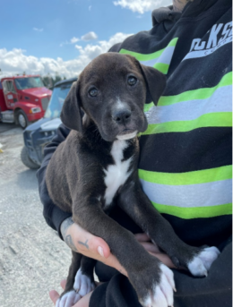 You Made it Possible: Gravel Pit Pups