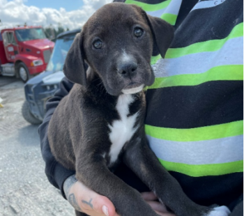 You Made it Possible: Gravel Pit Pups