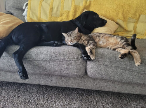 Paws for Veterans: Honoring Veterans and Furry Friends 1