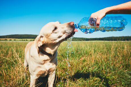 Hot Weather Tips