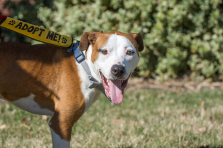 What does it mean to be a 'no-kill' shelter?
