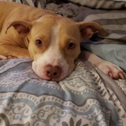 Justice for 107 Dogs 12
