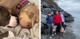 Justice for 107 Dogs 2