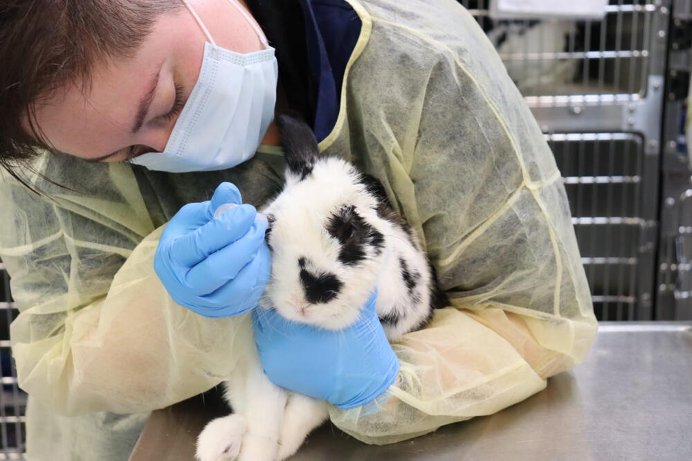 You Made It Happen: 246 Rabbits Adopted! - The Humane Society for ...