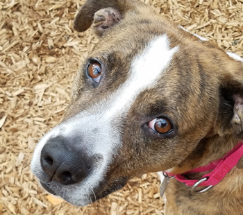 meet cass