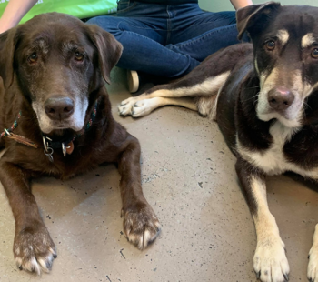 meet coco and falko