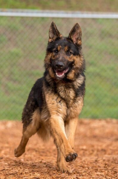 meet dakota 1