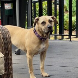 Justice for 107 Dogs 1