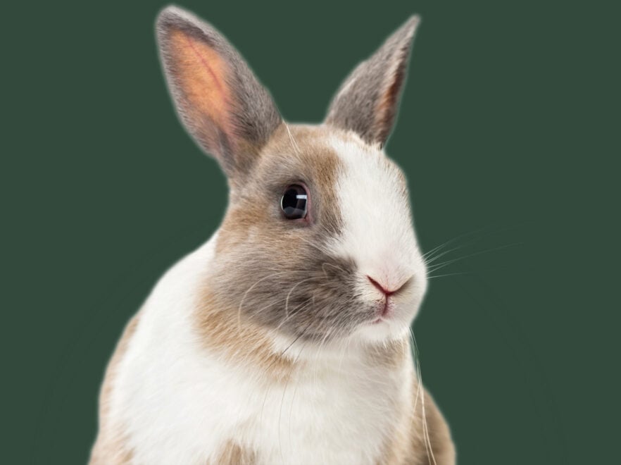 Home - The Humane Society for Tacoma & Pierce County