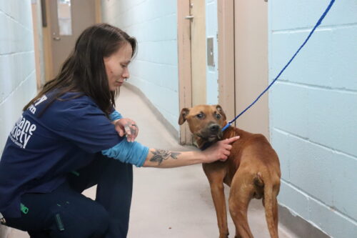 You Made it Possible: Salmon Poisoning Dogs