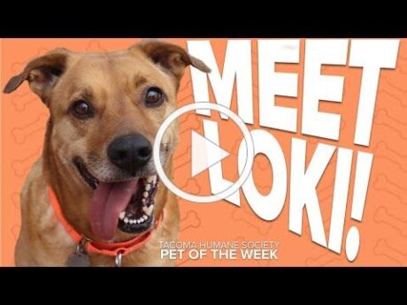 KING 5 Pet Rescue of the Week: Loki 1