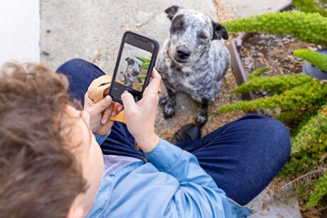 Pet reunite best sale
