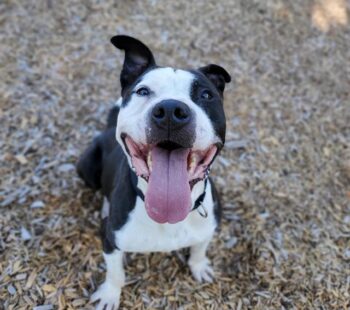 KING 5 Pet Rescue of the Week: Louie
