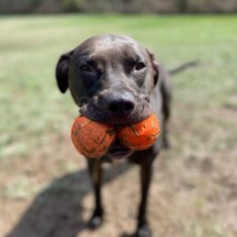 Justice for 107 Dogs 16