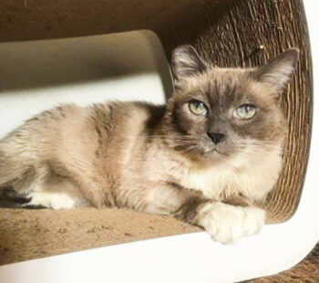 meet meowly cyrus