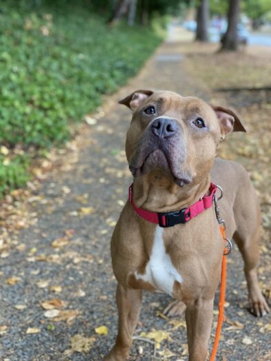 Pawsitively adorable: Meet our adoptable pups