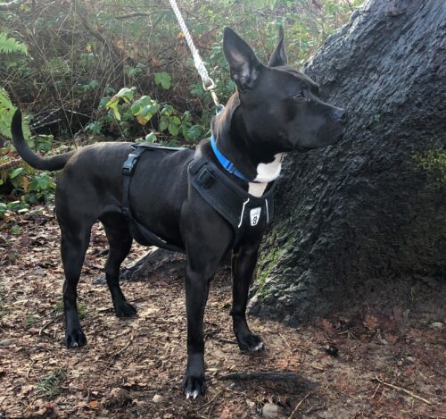 Pawsitively adorable: Meet our adoptable pups 1