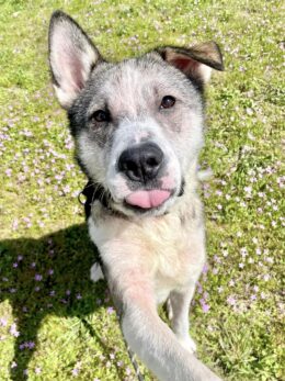 Pawsitively adorable: Meet our adoptable pups 2