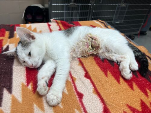 Patches-Kitten Shower 1