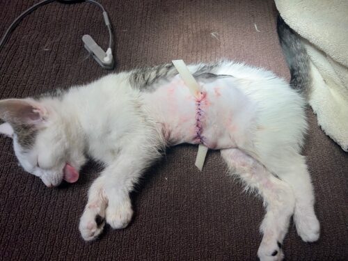Patches-Kitten Shower 4