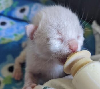 what to do if you find stray kittens