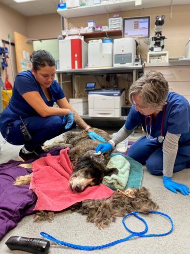 Mason County dogs vet team