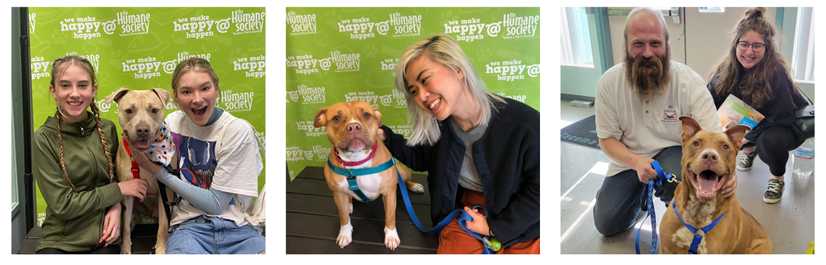 Getting to know pitties: Myth or fact? 5