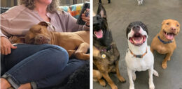 Justice for 107 Dogs 7