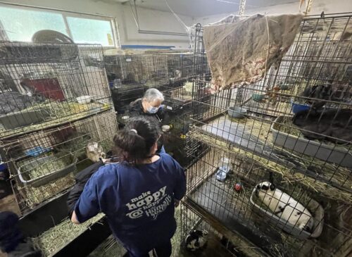 You Made it Possible: 246 Rabbits 1