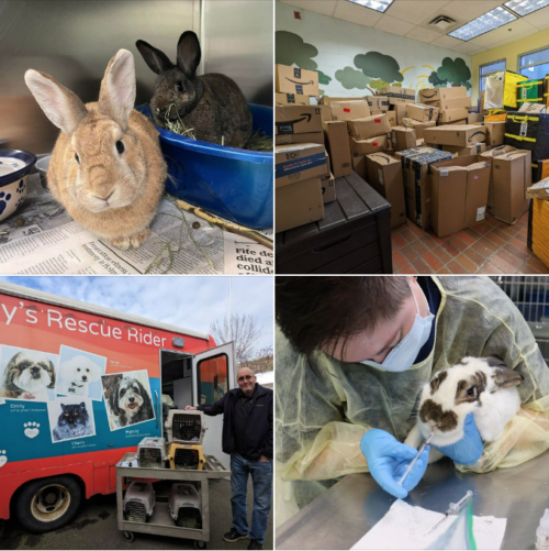 You Made it Possible: 246 Rabbits