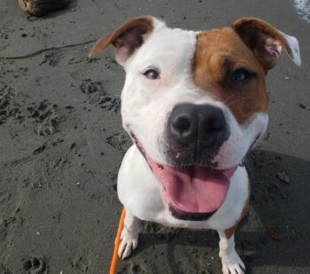 KING 5 Pet Rescue of the Week: Rena