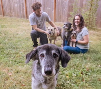 Pet Safety Tips for the Fourth of July
