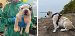 Justice for 107 Dogs 14