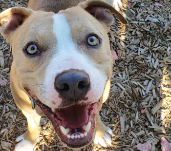 meet roscoe