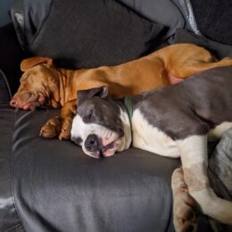 Justice for 107 Dogs 5