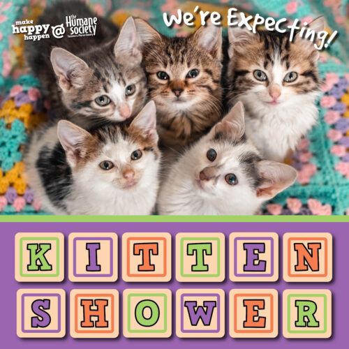 Kitten Shower 4